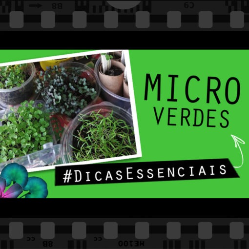 microverdes microgreens