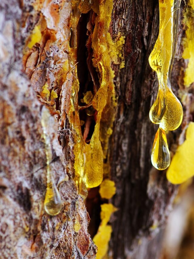 cropped-yellow-amber-drop-of-resin-close-up-on-a-conifer-t-2021-08-26-15-34-39-utc.jpg